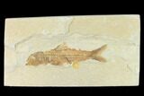 Rare, Fossil Fish (Amphiplaga) - Green River Formation #143760-1